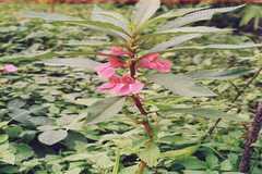 Impatiens lucida